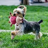 Toozey Hundespielzeug kleine Hunde – 7 Stück Welpenspielzeug kleine welpen – Langlebiges Kauspielzeug und Quietschspielzeug Intelligenz – Naturbaumwolle & Ungiftig - 8