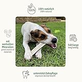 ChronoBalance® Geweih Kaustange M (halbiert) für Hunde, 100% Hirschgeweih als langanhaltendes Hundespielzeug, Hundeleckerli, Zahnpflege, Kauknochen, Kaugeweih, Hundeknochen, aus Abwurfstangen - 3