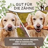 PetLove Kauholz für Hunde aus Olivenholz • Holzknochen als Hundespielzeug • Kauknochen als Zahnpflege & Kauspielzeug für Hund • Größe: M (100-220g) - 3