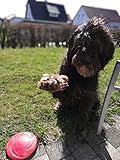 Hunde Frisbee von PetPäl aus Naturkautschuk Schwimmend – Gummispielzeug aus Naturgummi Ø 22cm – Wasserspielzeug & Schwimmspielzeug für Große & Kleine Hunde - 7