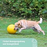 Kerbl 82274 Hundespielball aus Kunststoff, 30 cm, gelb - 4