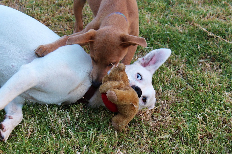 Hunde mit Kuscheltier